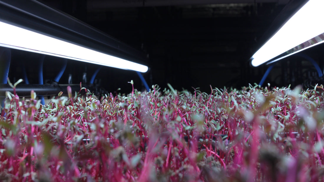 Why a Weekly Microgreens Subscription Is the Smartest Health Investment You'll Make This Year