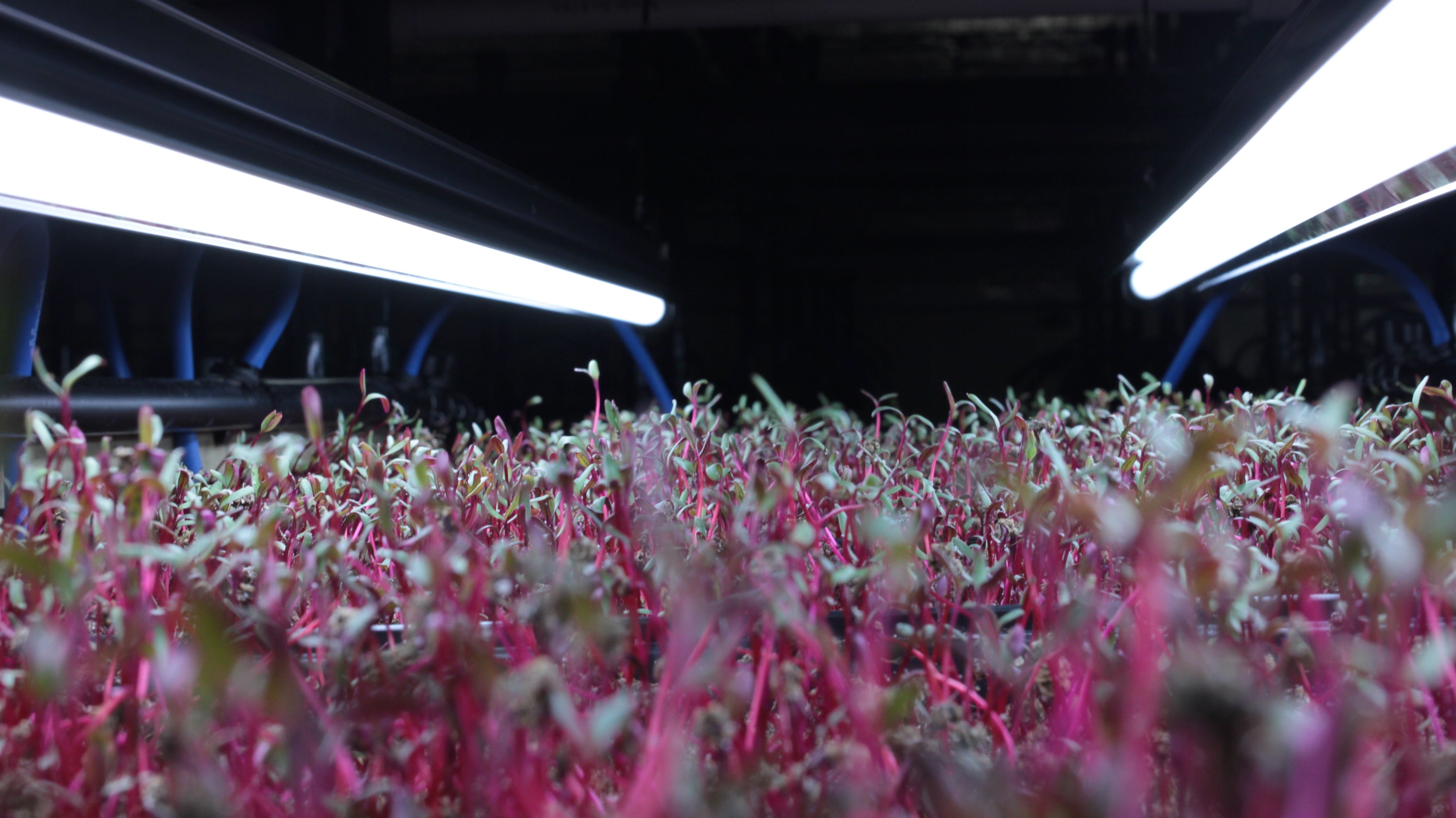 Why a Weekly Microgreens Subscription Is the Smartest Health Investment You'll Make This Year