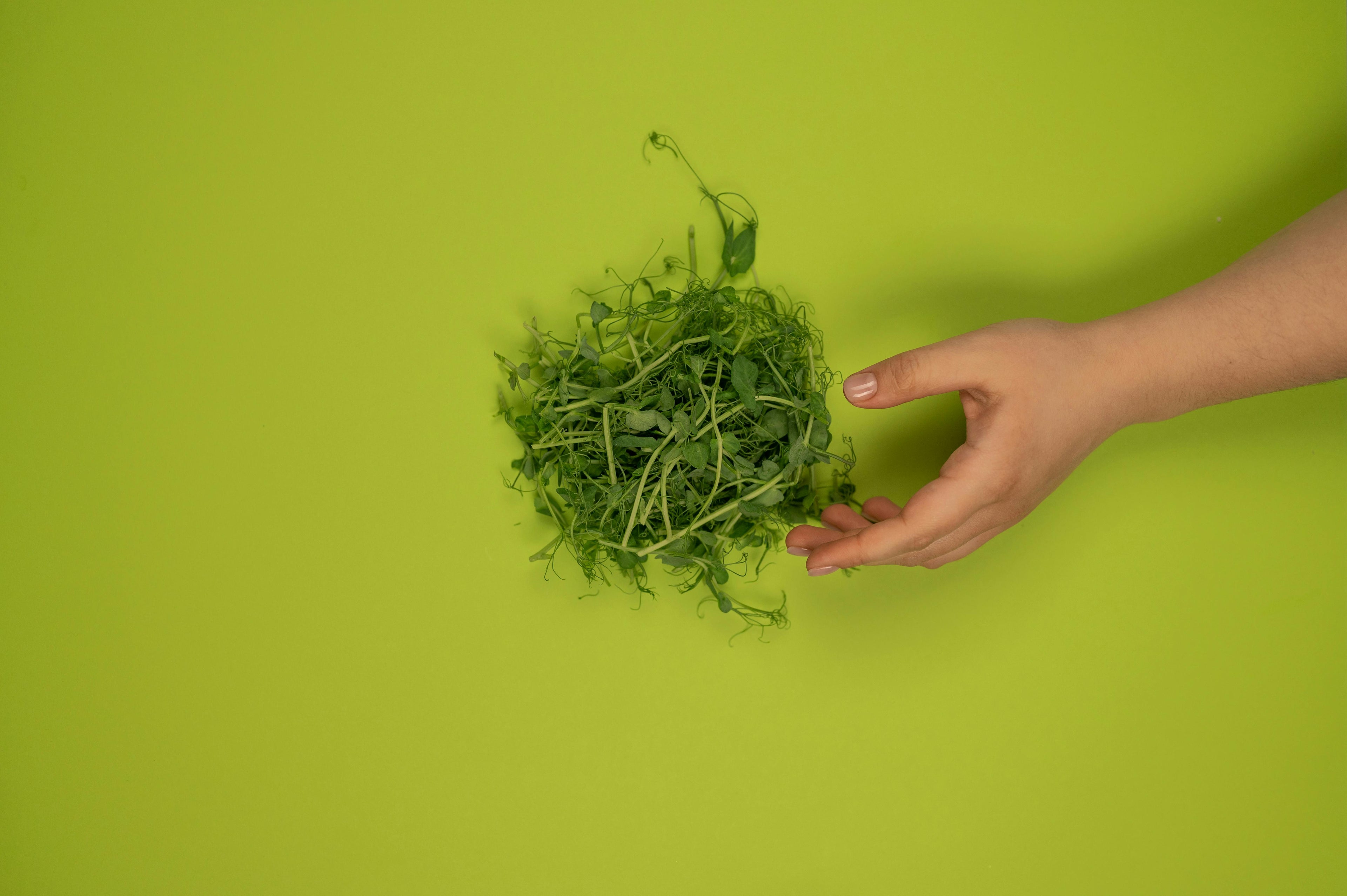 5 Reasons to Add Microgreens to Your Daily Diet