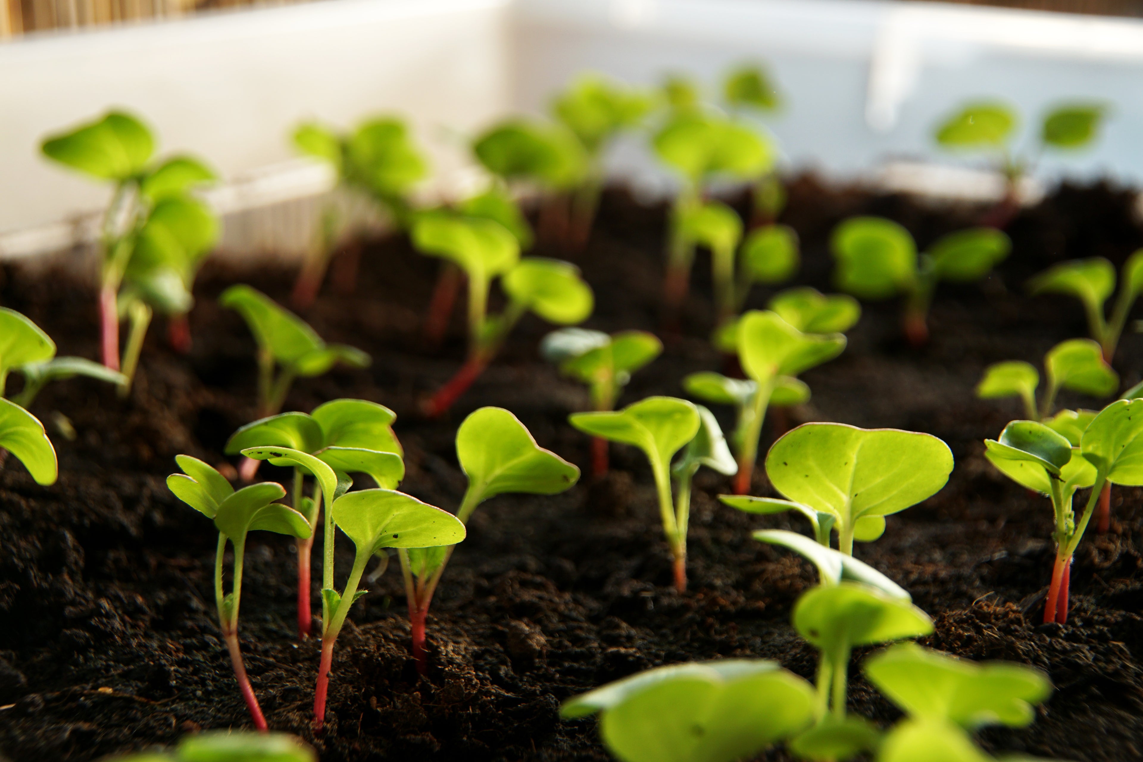 Radish Microgreens | Peppery Detox Superfood | Rich in Antioxidants