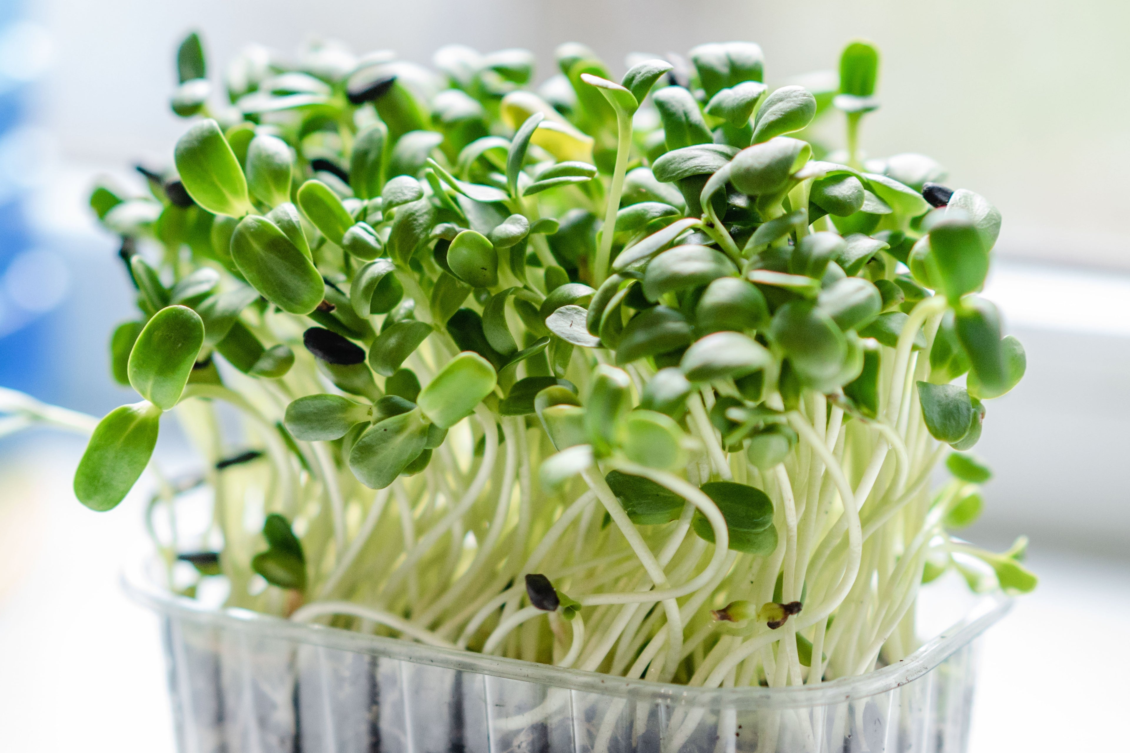Broccoli Microgreens | 40x More Nutrients | Rich in Sulforaphane