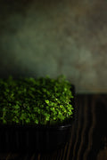 Fresh Peashoot Microgreens | Organic & Nutrient-Rich